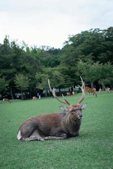 鹿 鹿の写真