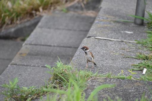 面白い立ち姿　遠くを見るすずめ 面白い,立ち姿,すずめの写真素材