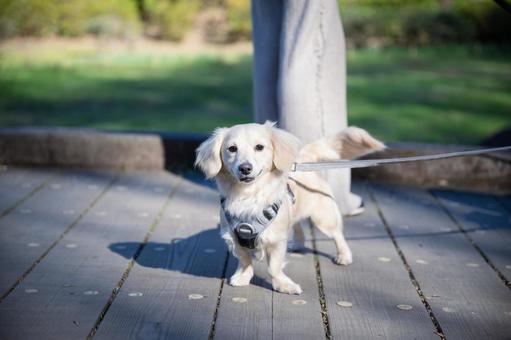 リードをつけて木道に立つ白い犬 リードをつけて木道に立つ白い犬 犬,白い,ふわふわの写真素材