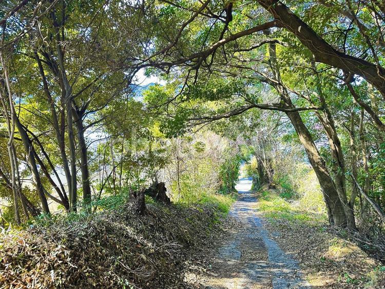 田舎道　あぜ道　農道　自然のトンネル 田舎道,あぜ道,田圃道の写真素材