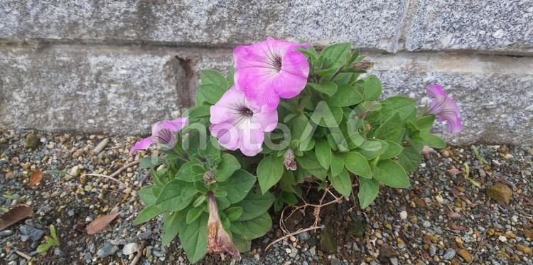サフィニア　 サフィニア,花,咲くの写真素材