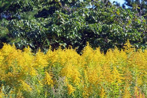 セイタカアワダチソウ セイタカアワダチソウ,草花,花の写真素材