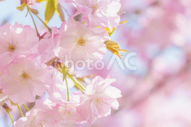 淡いピンクの八重桜 八重桜,花,春の写真素材