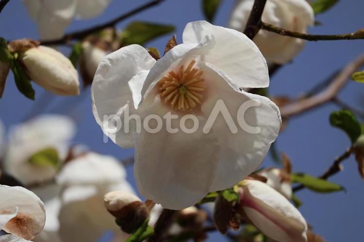 白い花びらのコブシモドキのアップ 白い,花びら,コブシモドキの写真素材