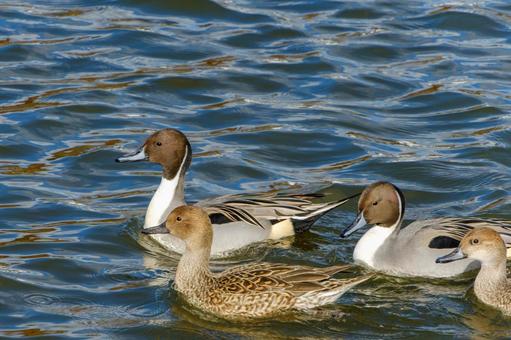 水面を泳ぐオナガガモたち 水面を泳ぐオナガガモたち オナガガモ,鳥,カモの写真素材
