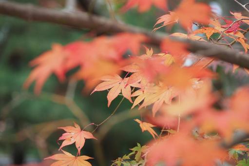 紅葉 紅葉の写真