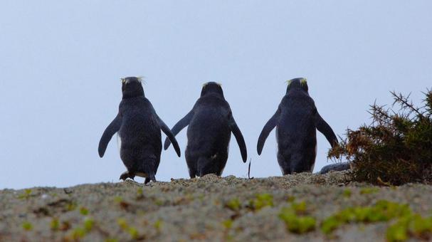 フィヨルドランドペンギン3人衆 ペンギン,フィヨルドランドペンギン,キマユペンギンの写真素材