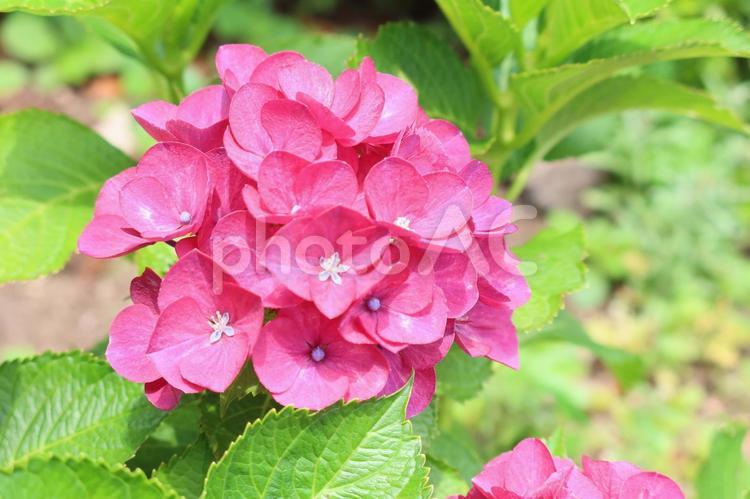あじさい  hydrangea あじさい,アジサイ,紫陽花の写真素材