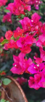 花 ブーケンビリア,赤い花,南国の写真素材