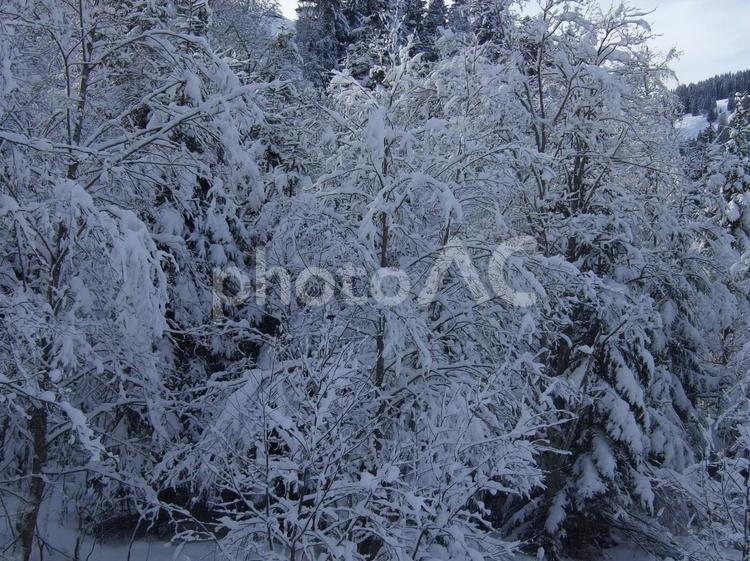 樹氷の森 雪,木,樹氷の写真素材