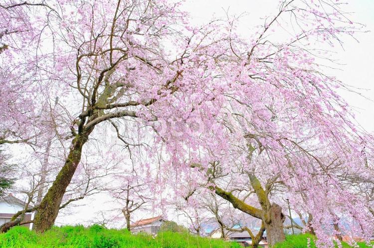 徳佐八幡宮の枝垂れ桜（山口県） 桜,さくら,枝垂れ桜の写真素材