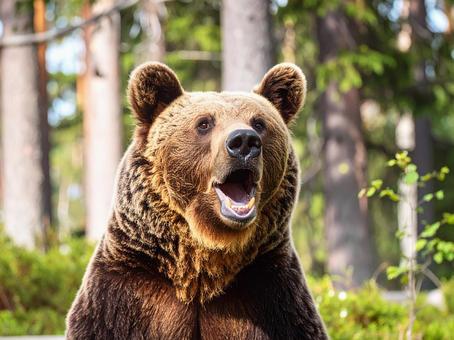 ヒグマ ヒグマの写真