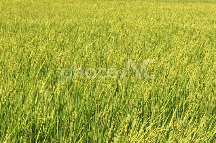 収穫を待つ田んぼの稲穂 田んぼ,稲,稲穂の写真素材