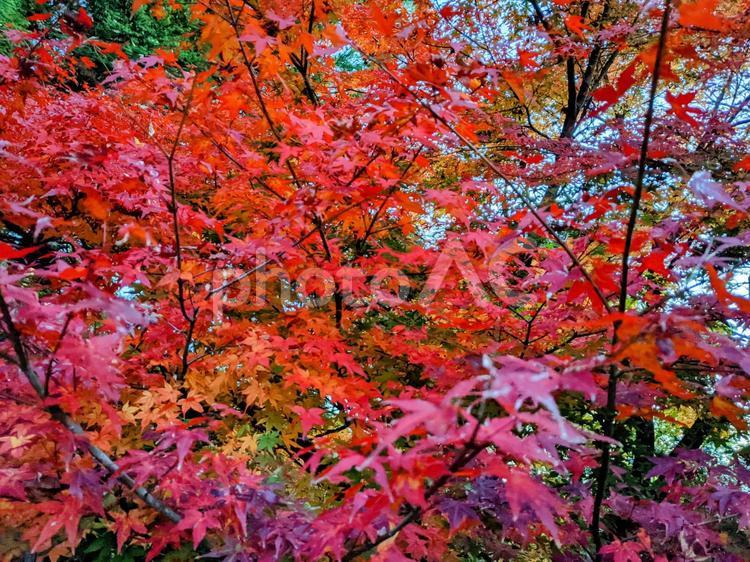 真っ赤なもみじが目立ってた 紅葉,自然,もみじの写真素材