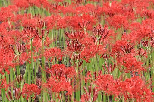 彼岸花畑 8分咲き 彼岸花畑 8分咲きの写真