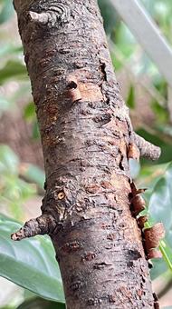 桜の幹 桜,幹,木の写真素材