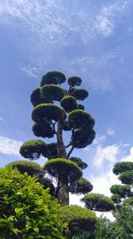 植木 植栽 植木 植栽 の写真