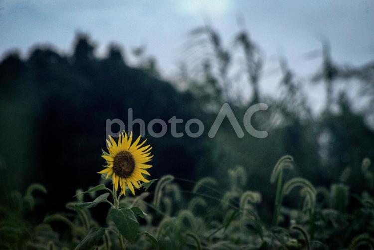 ＜風景＞枯れ始めた秋のヒマワリ畑の景色 ひまわり,夏,花の写真素材