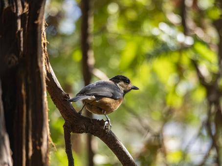 木漏れ日に佇むヤマガラ ヤマガラ,野鳥,鳥の写真素材