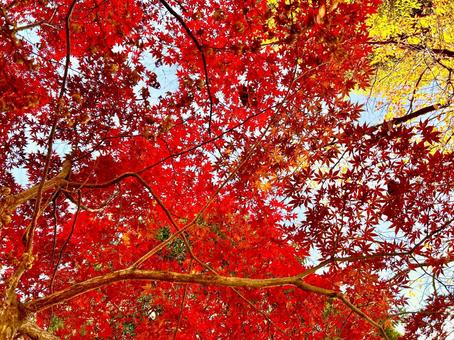 真っ赤なもみじ 色とりどり,鮮やか,植物の写真素材
