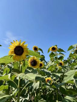 ひまわり畑 ひまわり畑 ひまわり,向日葵,夏の写真素材