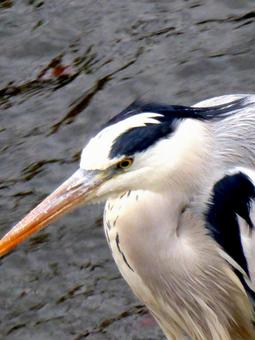 獲物を狙うアオサギ・表情アップ アオサギ,鳥,野鳥の写真素材
