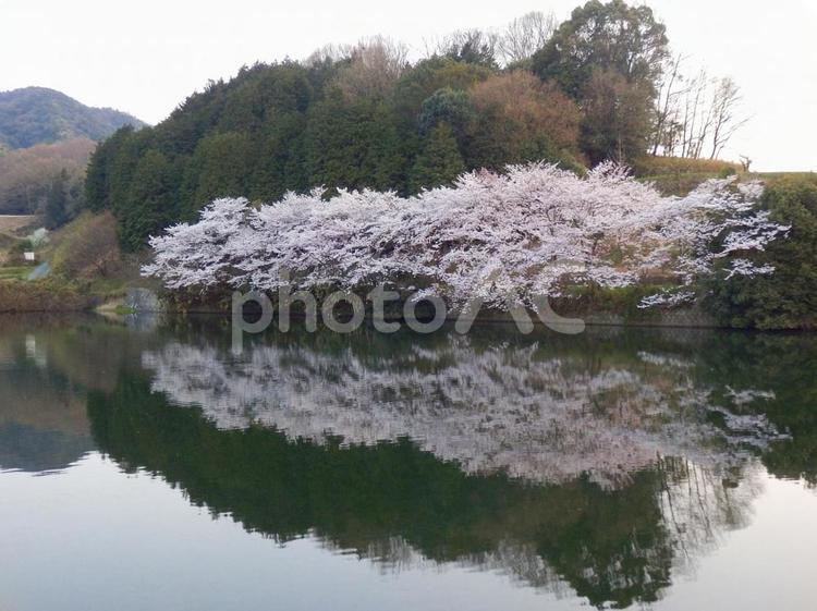 【桜の写真】桜が咲く風景 桜,さくら,サクラの写真素材