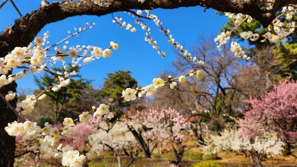 梅香る風景1 梅香る風景1 梅,快晴,早春の写真素材