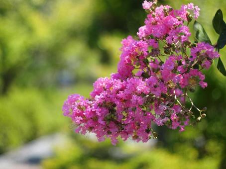 百日紅 百日紅,夏の花,さるすべりの写真素材