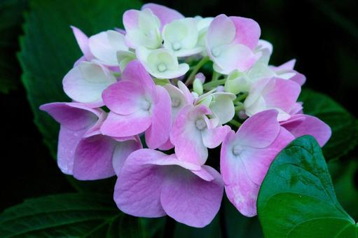 Hydrangea, JPG Hydrangea, JPG