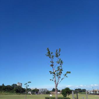 夏の快晴の写真