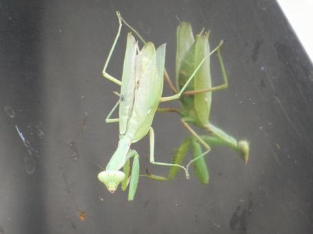 【昆虫写真】カマキリの写真