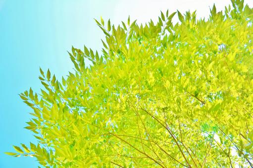 青空と葉 青空,葉,木の写真素材