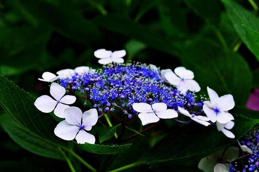 紫陽花の饗宴 ガクアジサイ 紫陽花の饗宴 ガクアジサイの写真
