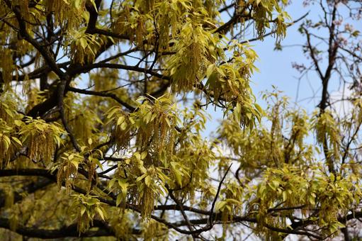 クヌギの雄花 クヌギ,花,雄花の写真素材