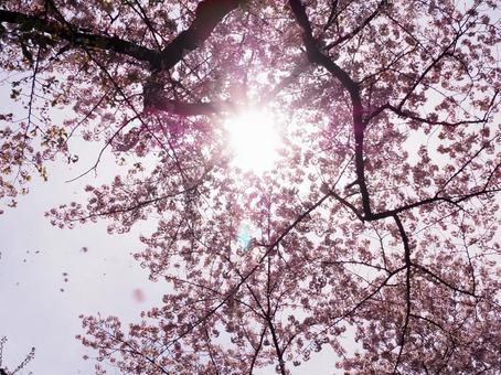 桜 サクラ さくら 春 桜 サクラ さくら 春の写真