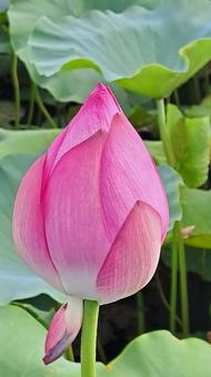 蓮の花 蓮の花 蓮の花,蓮,蓮根の写真素材
