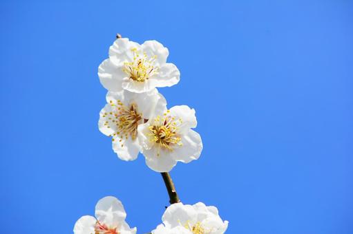 梅の花と青空 梅,はな,植物の写真素材
