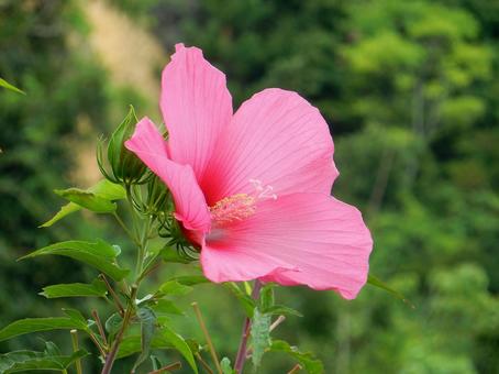 【花の写真】フヨウの花 【花の写真】フヨウの花の写真