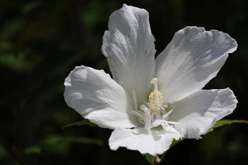白いムクゲの花のアップ 白い,花びら,ムクゲの写真素材