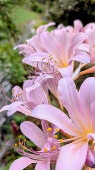 ナツズイセン ナツズイセン ナツズイセン,花,季節の写真素材