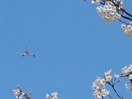 飛行機と桜 飛行機と桜 空,青空,桜の写真素材