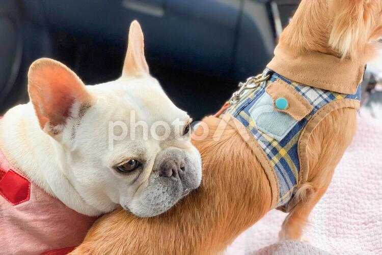 お背中お借りしますね。 フレンチブルドッグ,フレンチブルドック,フレブルの写真素材