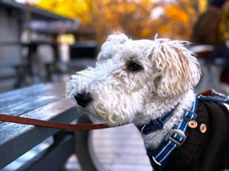 物思いにふける愛犬 犬,ワイヤーフォックステリア,ふわふわの写真素材