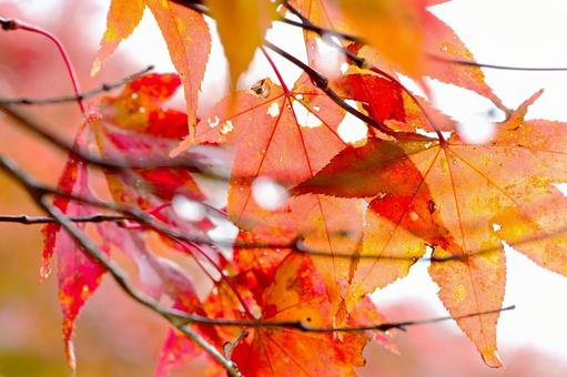 紅葉したイロハモミジの葉 イロハモミジ,紅葉樹,きれいの写真素材