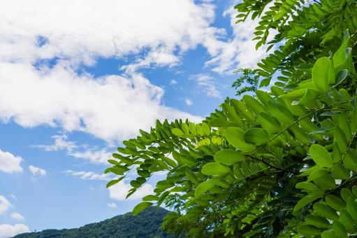 公園から眺めた夏空 公園から眺めた夏空の写真