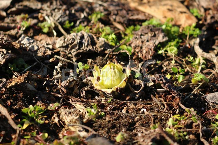 冬の安曇野　芽を出した ふきのとう 自然,晴天,晴れの写真素材