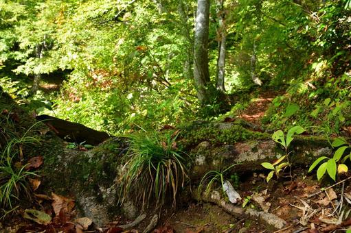森の道 自然,風景,木の写真素材
