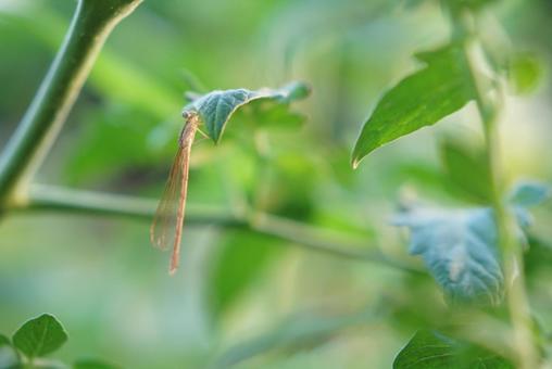 ひっそり佇むイトトンボ ひっそり佇むイトトンボ イトトンボ,緑,昆虫と植物の写真素材