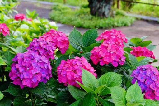 アジサイの花 アジサイの花 紫陽花,植物,6月の写真素材